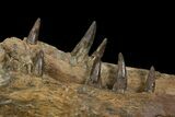 Xiphactinus Lower Jaws - All Original Teeth! #143495-2